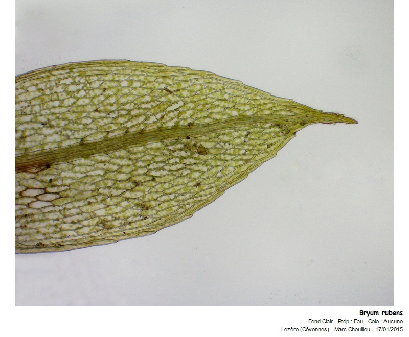 Bryum rubens Mitt. #40706