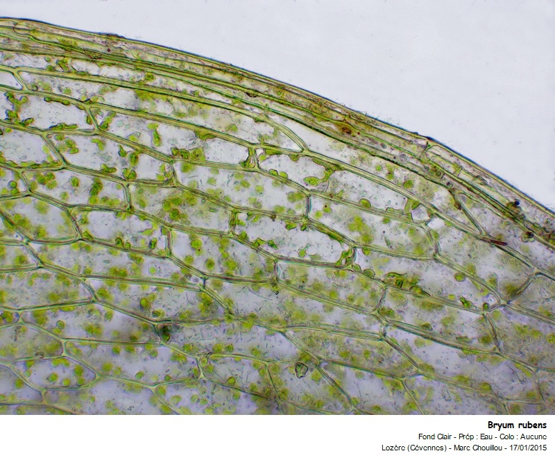 Bryum rubens Mitt. #40708