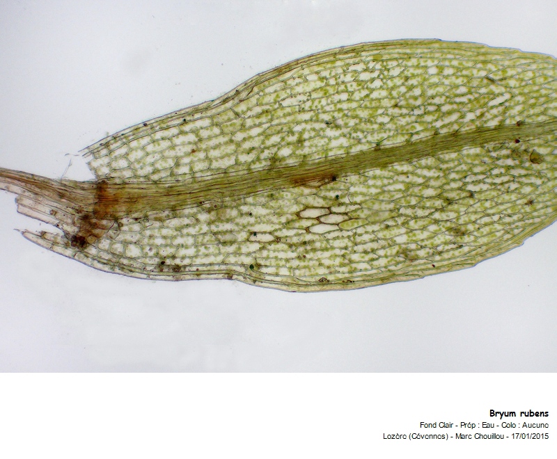 Bryum rubens Mitt. #40707