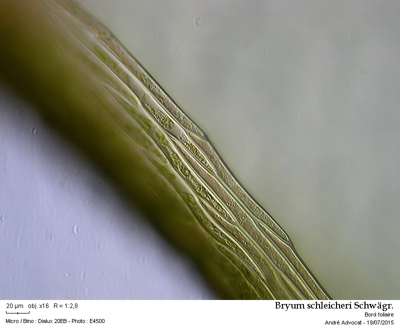 Bryum schleicheri Schwägr. #41747