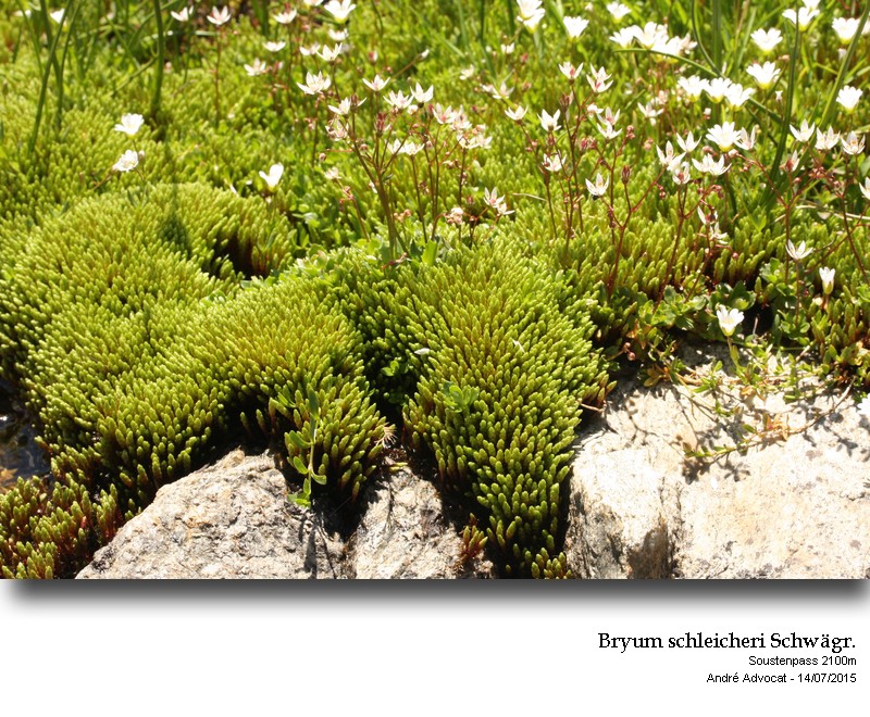 Bryum schleicheri Schwägr. #41743