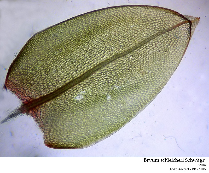Bryum schleicheri Schwägr. #41745