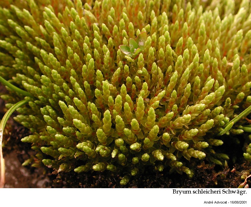 Bryum schleicheri Schwägr. #41744