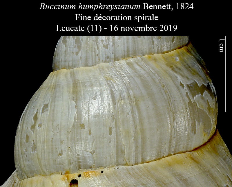 Buccinum humphreysianum #61029