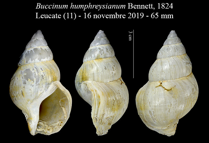 Buccinum humphreysianum #61028
