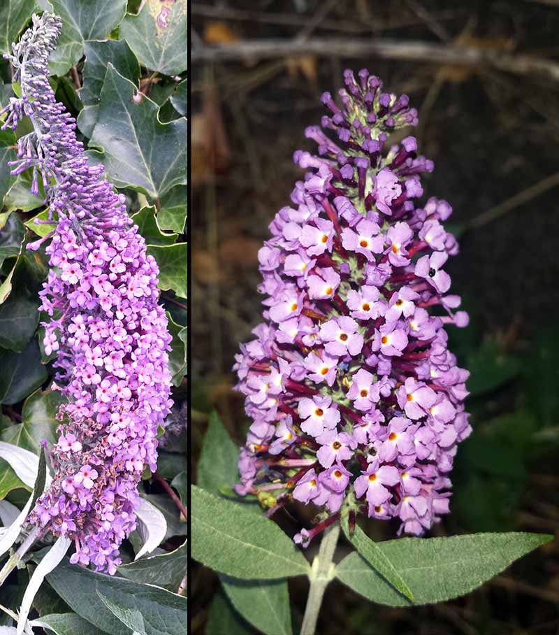 Buddleja davidii Franch., 1887 #46909