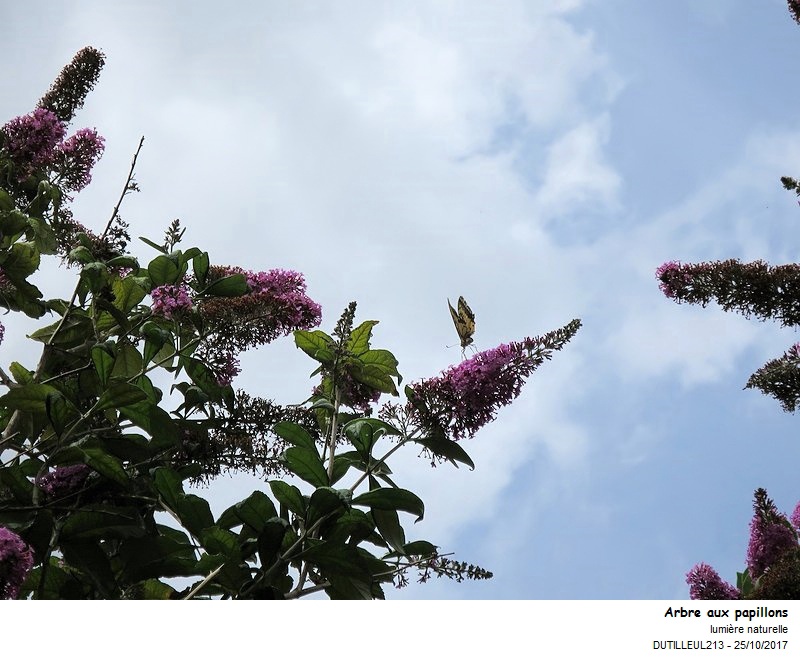 Buddleja davidii - Arbre aux papillons #52187