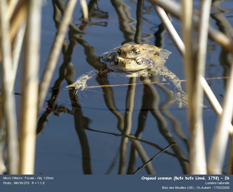 Bufo bufo Linné, 1758 - Crapaud commun #9353