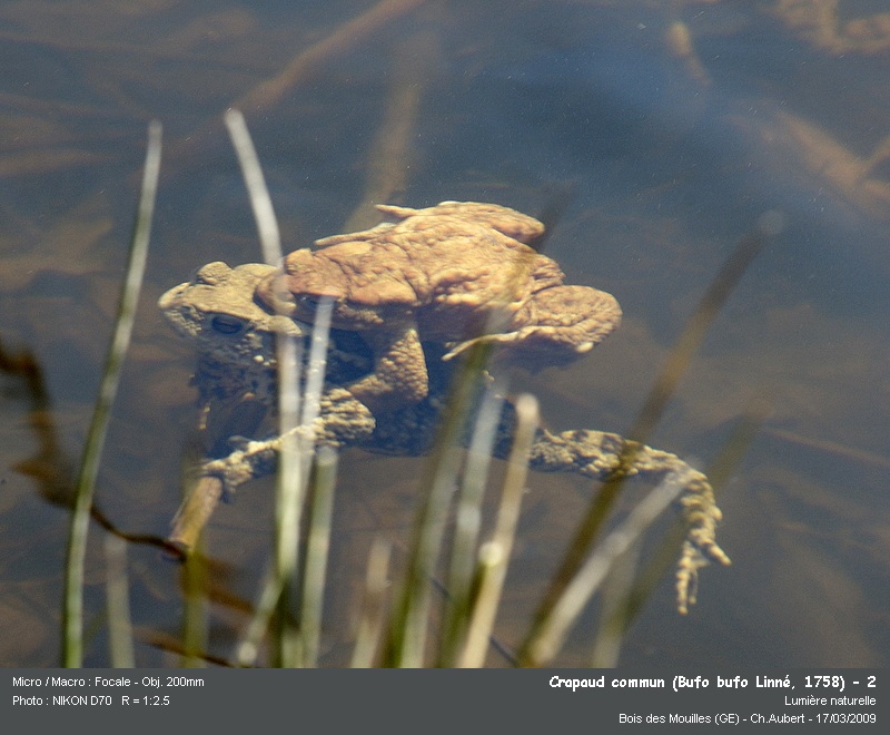 Bufo bufo Linné, 1758 - Crapaud commun #9352
