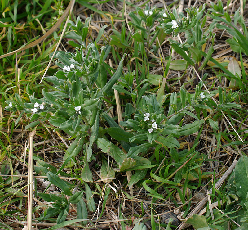 Buglossoides arvensis #58187