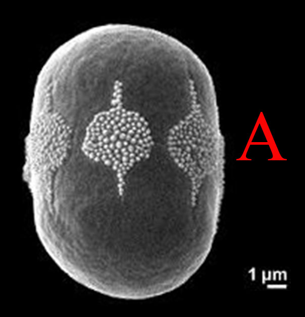 Buglossoides arvensis #58196