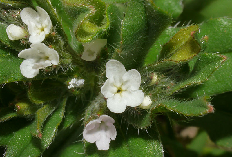 Buglossoides arvensis #58191