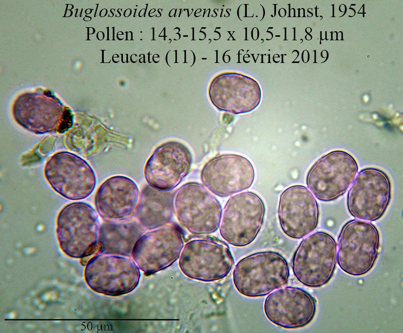 Buglossoides arvensis #58194