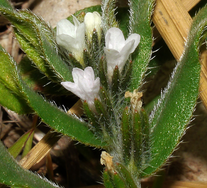 Buglossoides arvensis #58192