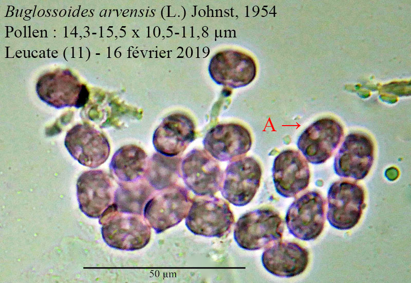 Buglossoides arvensis #58195