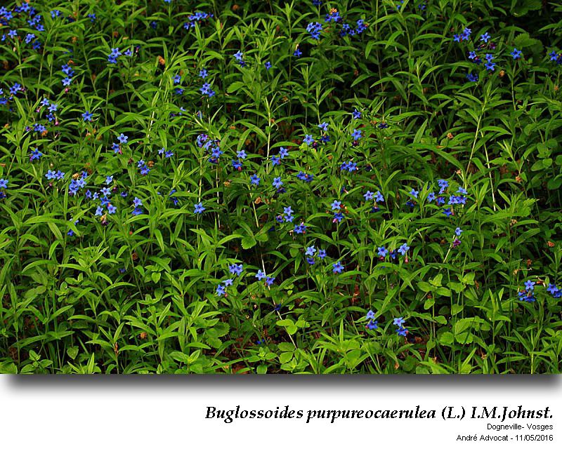 Buglossoides purpureocaerulea (L.) I.M.Johnst. #45170