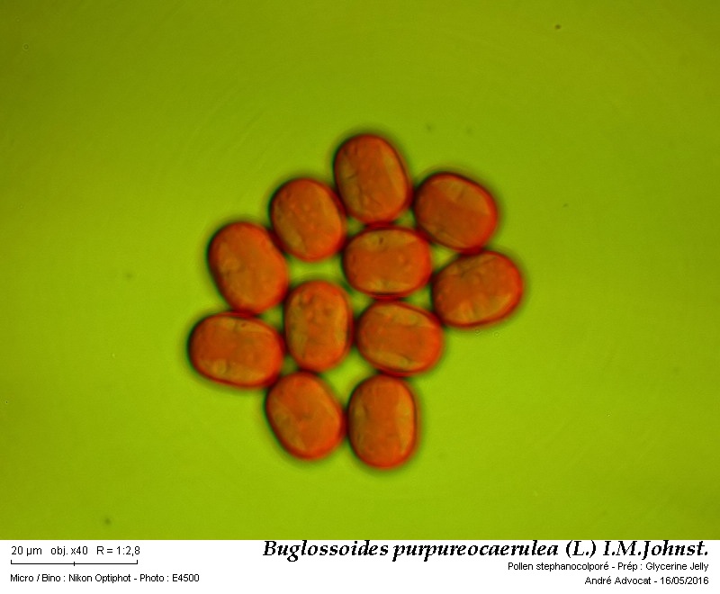 Buglossoides purpureocaerulea (L.) I.M.Johnst. #45171