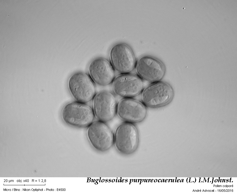 Buglossoides purpureocaerulea (L.) I.M.Johnst. #45172