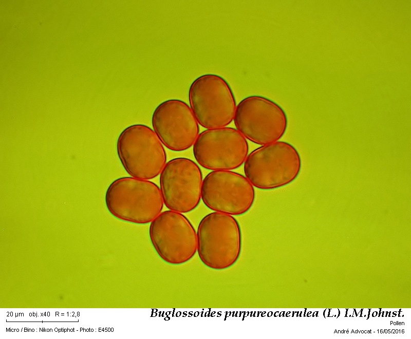 Buglossoides purpureocaerulea (L.) I.M.Johnst. #45173