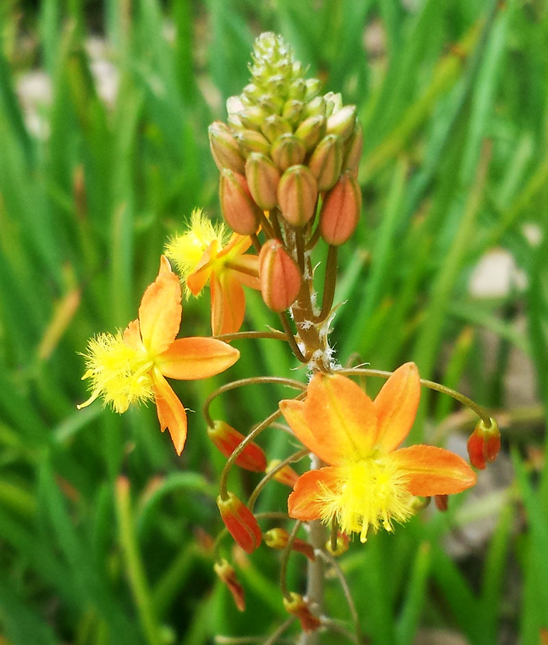 Bulbine frutescens #54810