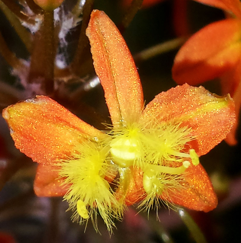 Bulbine frutescens #54812