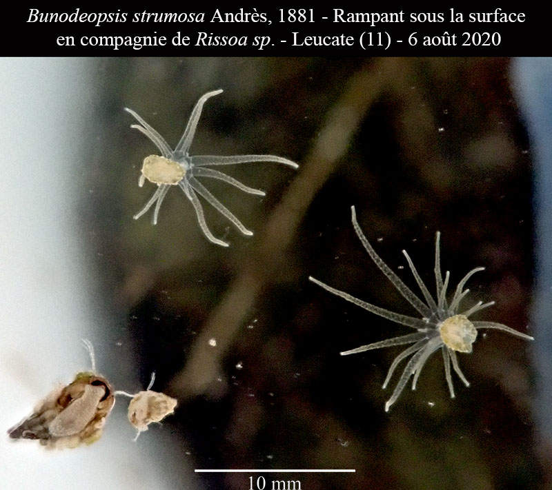 Bunodeopsis strumosa #64294