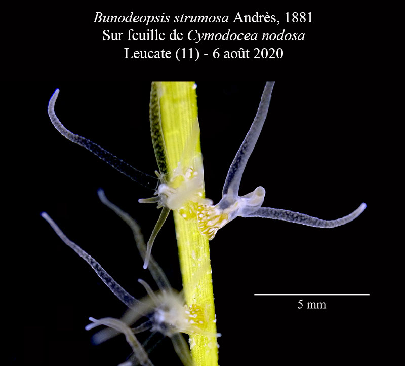 Bunodeopsis strumosa #64291