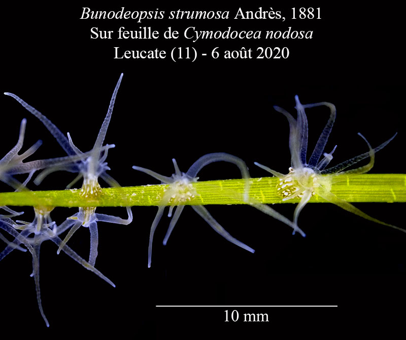 Bunodeopsis strumosa #64292