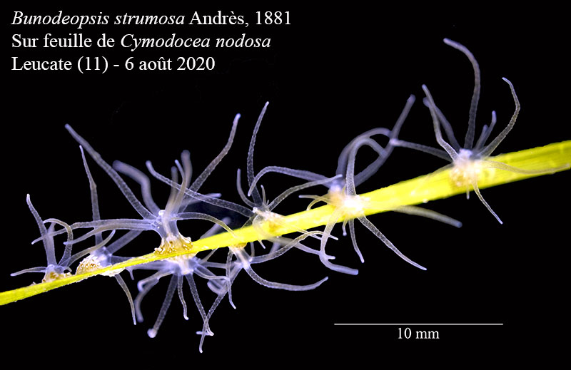 Bunodeopsis strumosa #64290