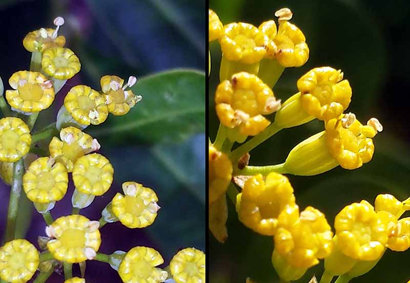 Bupleurum fruticosum Linné, 1753 #46424
