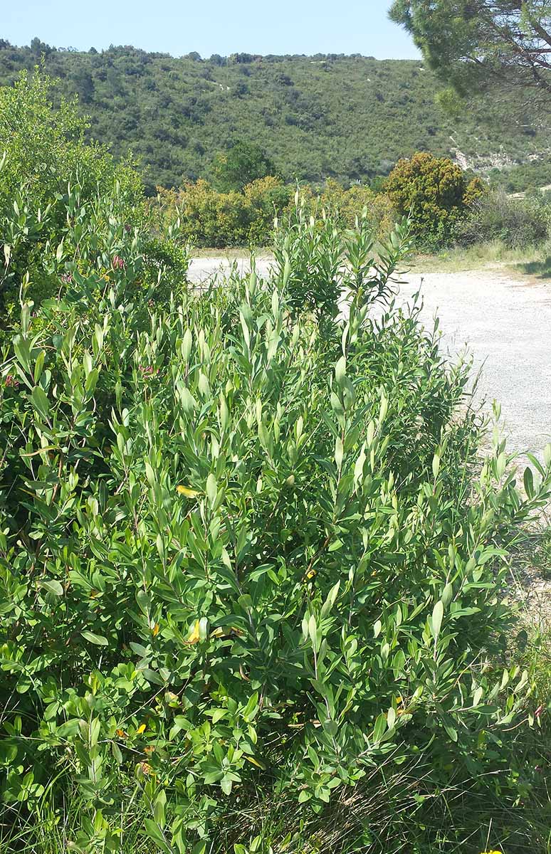 Bupleurum fruticosum Linné, 1753 #46420