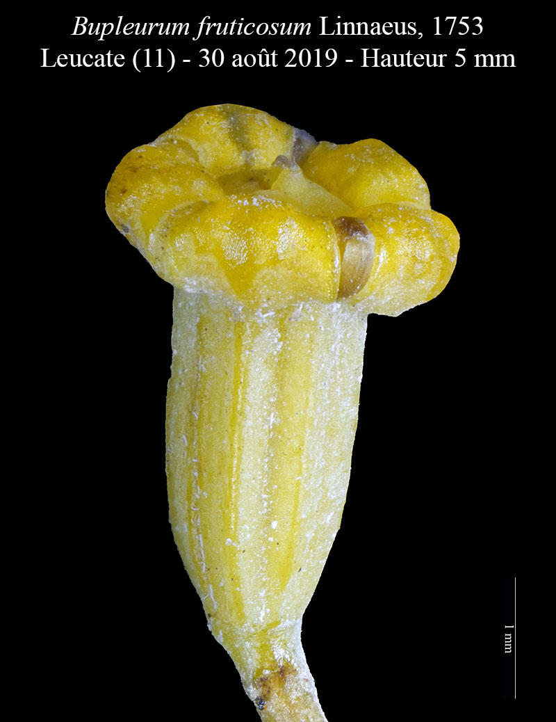 Bupleurum fruticosum Linné, 1753 #60434