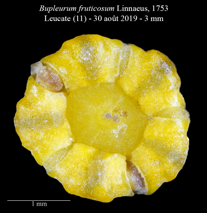 Bupleurum fruticosum Linné, 1753 #60433