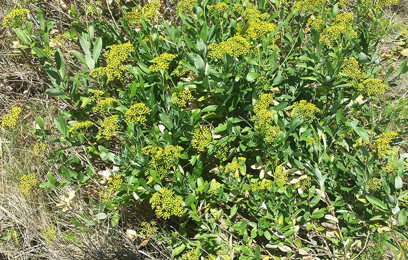 Bupleurum fruticosum Linné, 1753 #46421