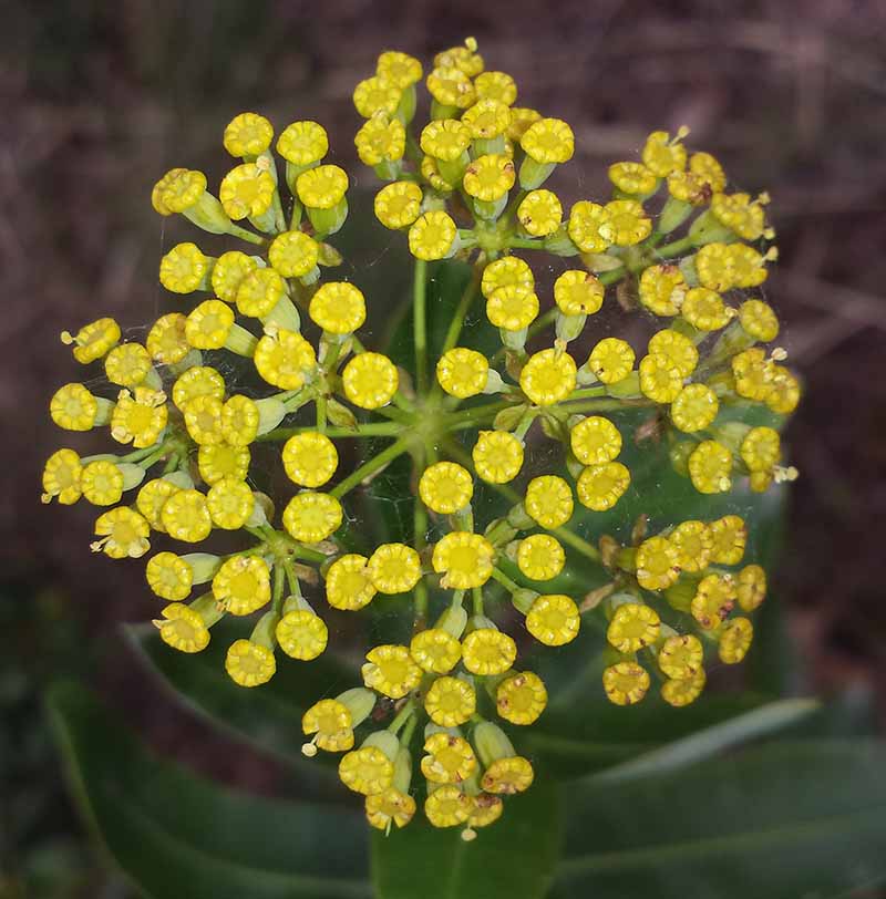 Bupleurum fruticosum Linné, 1753 #46423