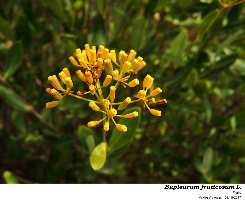 Bupleurum fruticosum L. #51972
