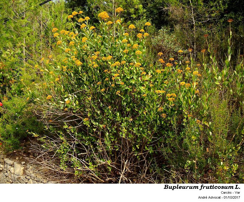 Bupleurum fruticosum L. #51970