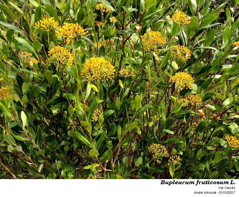 Bupleurum fruticosum L. #51971