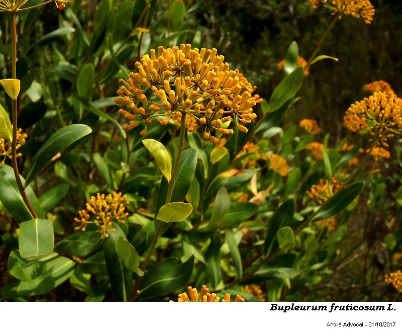 Bupleurum fruticosum L. #51973