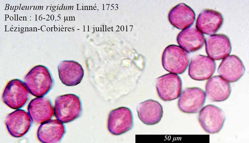 Bupleurum rigidum #50732