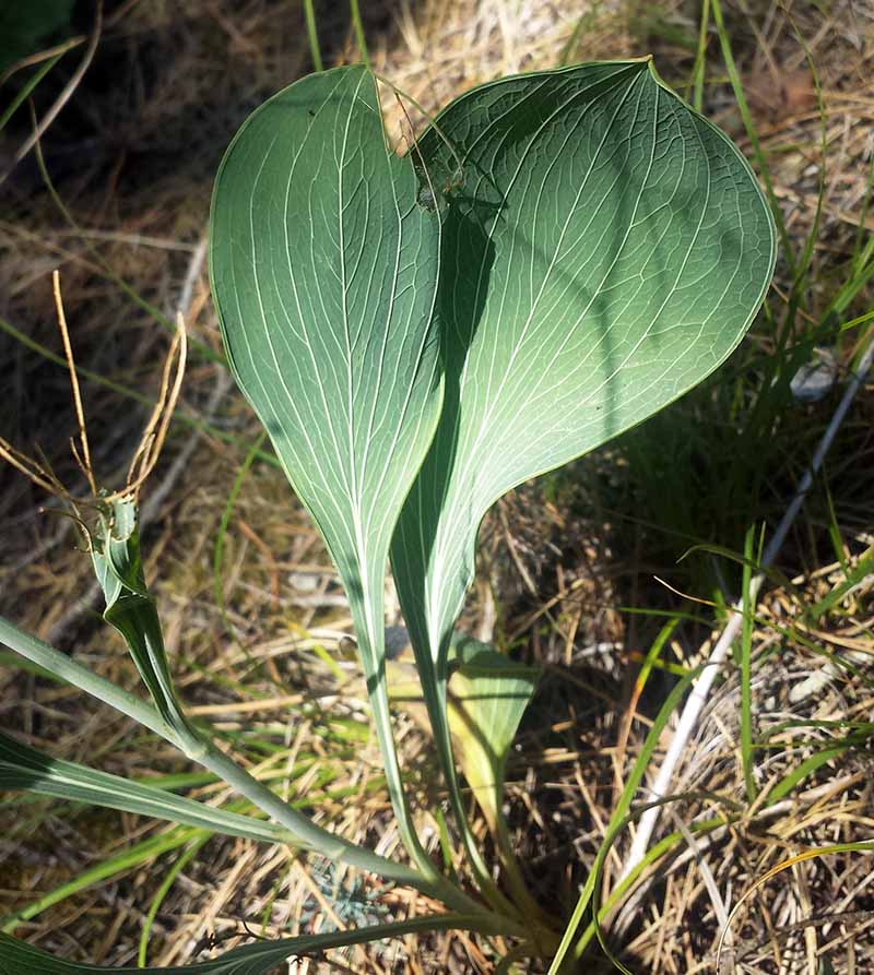 Bupleurum rigidum #50726