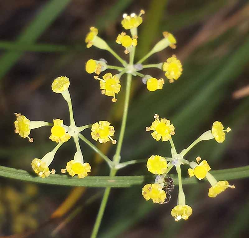 Bupleurum rigidum #50731