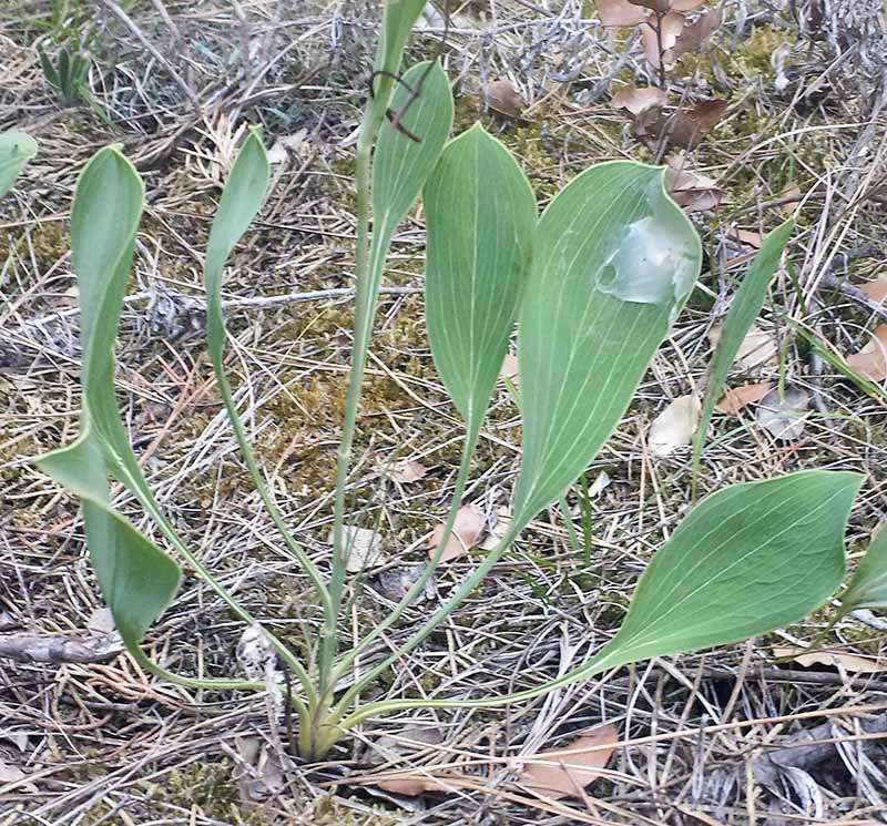 Bupleurum rigidum #50725