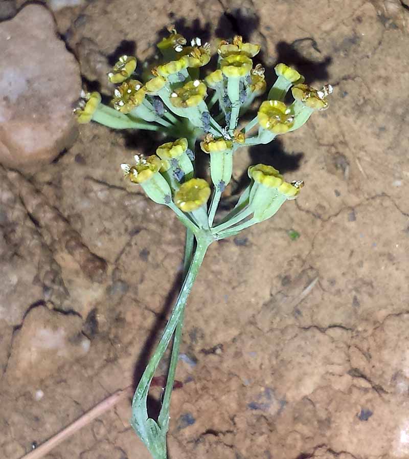 Bupleurum rigidum #50729