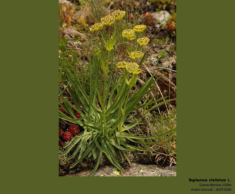 Bupleurum stellatum L. (Bupleuvre étoilé) #5054