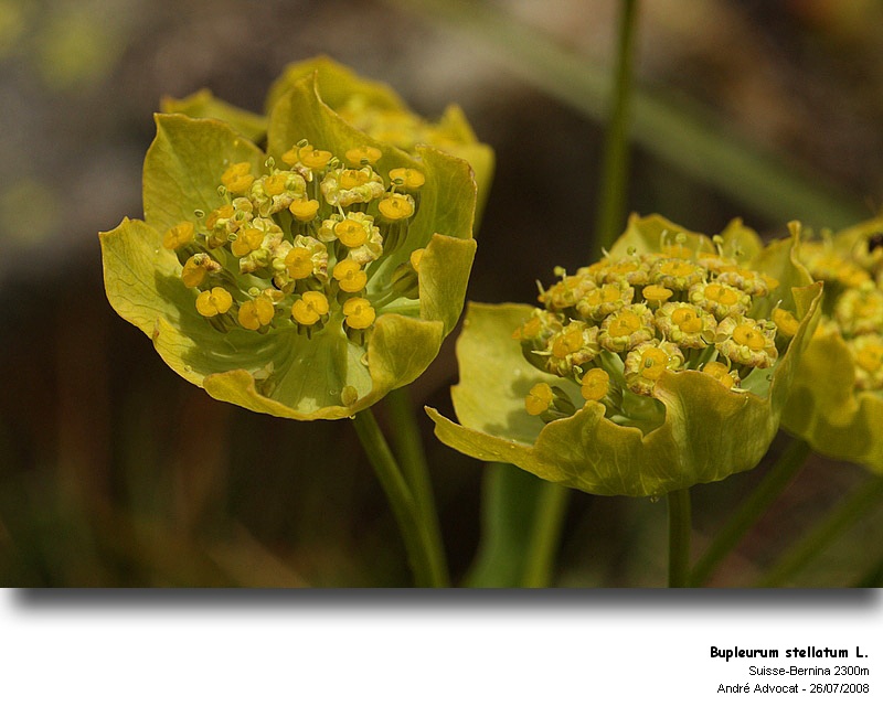 Bupleurum stellatum L. (Bupleuvre étoilé) #5055