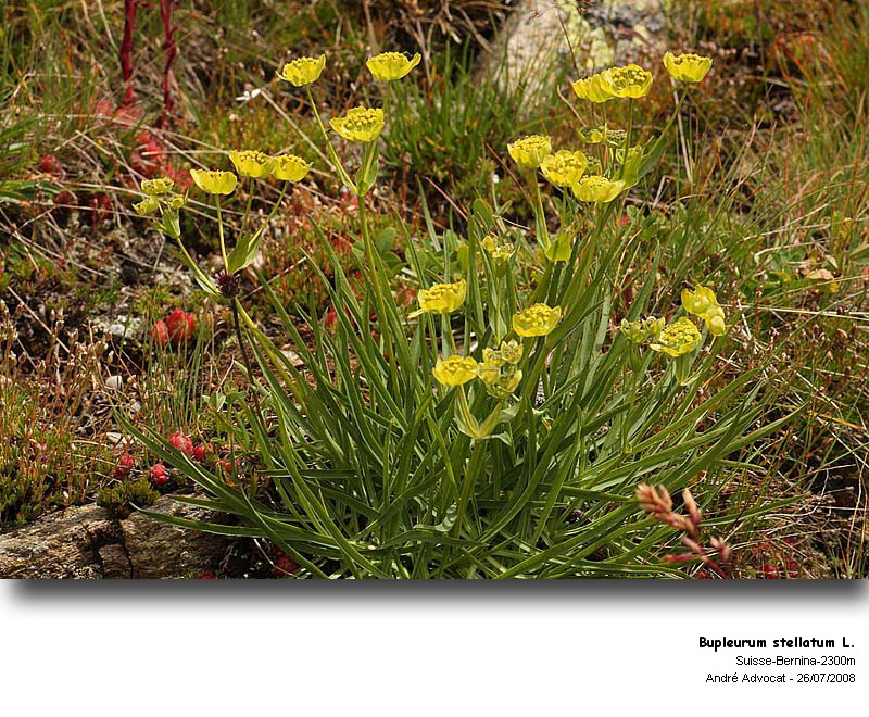 Bupleurum stellatum L. (Bupleuvre étoilé) #5053