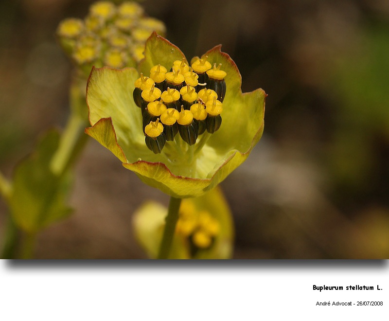 Bupleurum stellatum L. (Bupleuvre étoilé) #5056