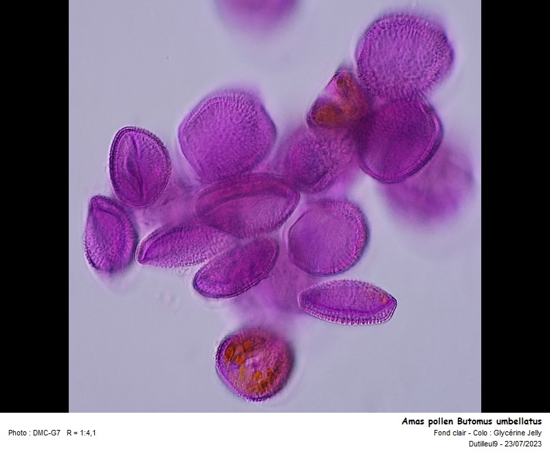 Butomus umbellatus pollen #75716