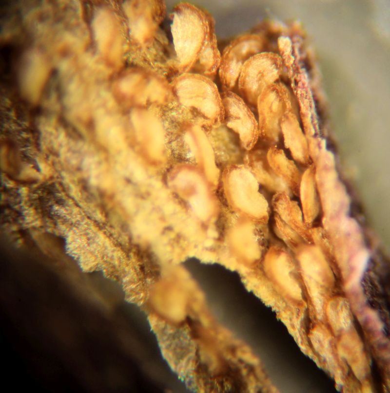 Butomus umbellatus #75713